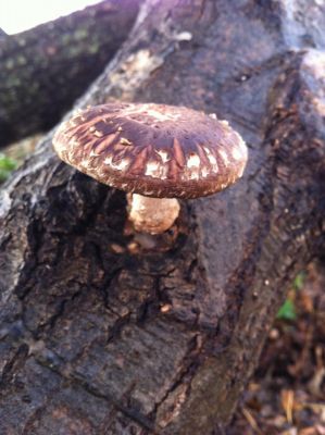 Shiitake