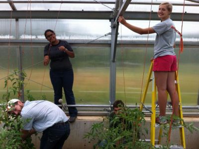 Tying up tomatoes