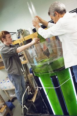 Aaron Kauffmann and Dr. Stan Grove remove a polypropylene mat that is used to harvest the algae grown in a photobioreactor.