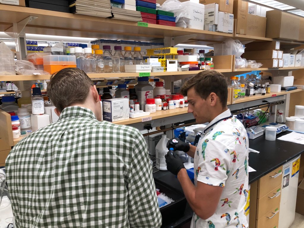 Student working with black gloves and a white shirt with parrots in a laboratory with a supervisor in a green plaid shirt
