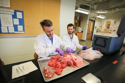 Two students wearing white lab coats and purple gloves doing a dissection