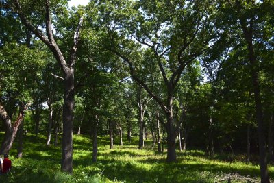 Trees providing shade for the ground at Luckey's woodland