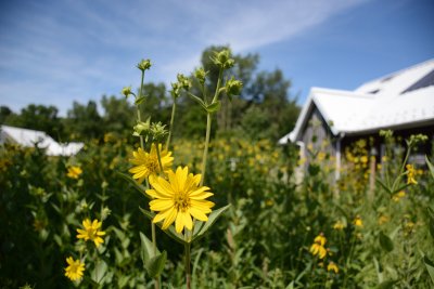 Yellow wildflowers at Merry Lea