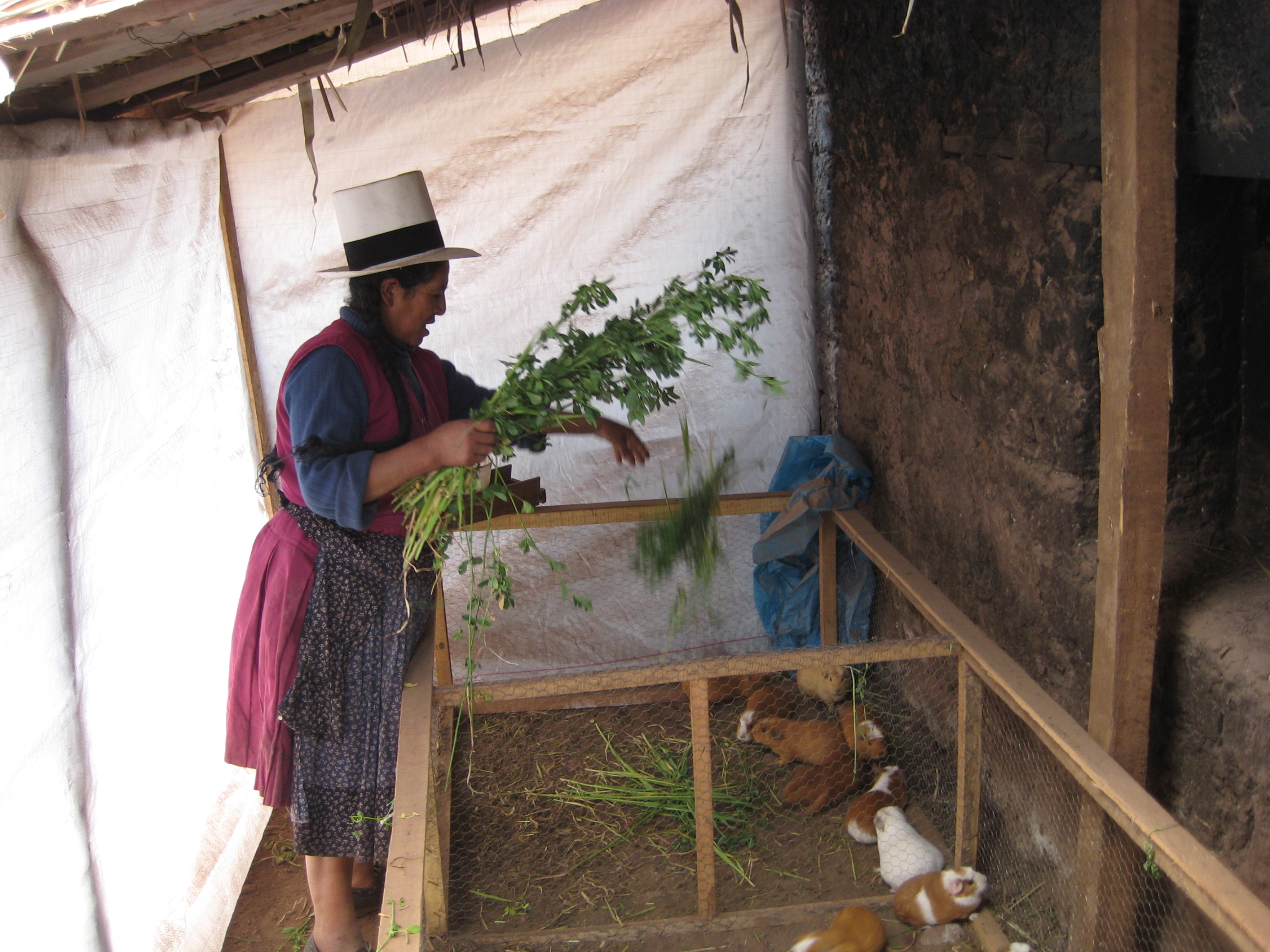 Clemencia's mini-cuy farm at her house