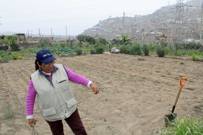 Señora Gregoria Flores helps coordinate urban gardens in Villa María del Triunfo.