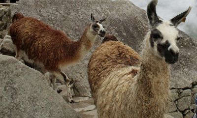 Oblivious to tourists, llamas make their way down a trail.