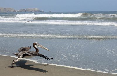 The pelican takes flight.