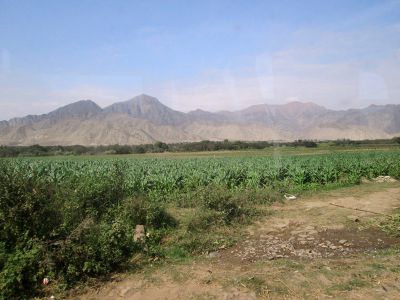 Cornfields seem out of place as we drive into the city of Caral.