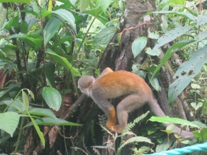 Photo Ecuador Monkey