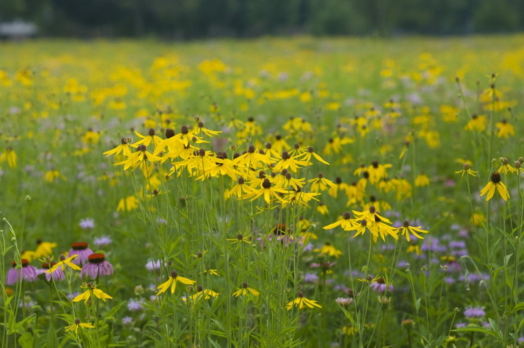 Wildflowers