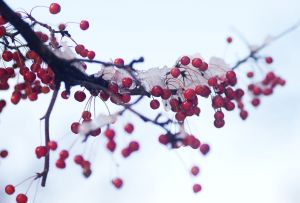 Snowberries