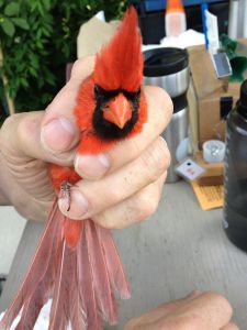 cardinal