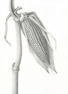 jane fisher_corn 