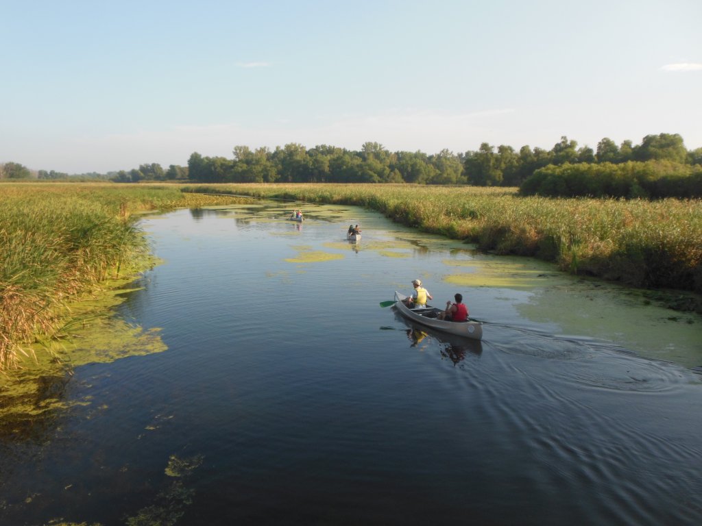 People canoeing on the river surrounded by green plants