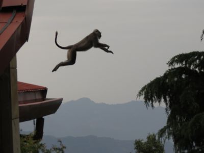 Leaping langur monkey