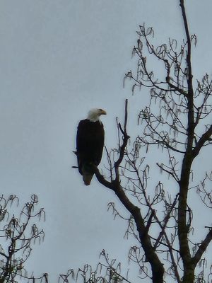 bald eagle