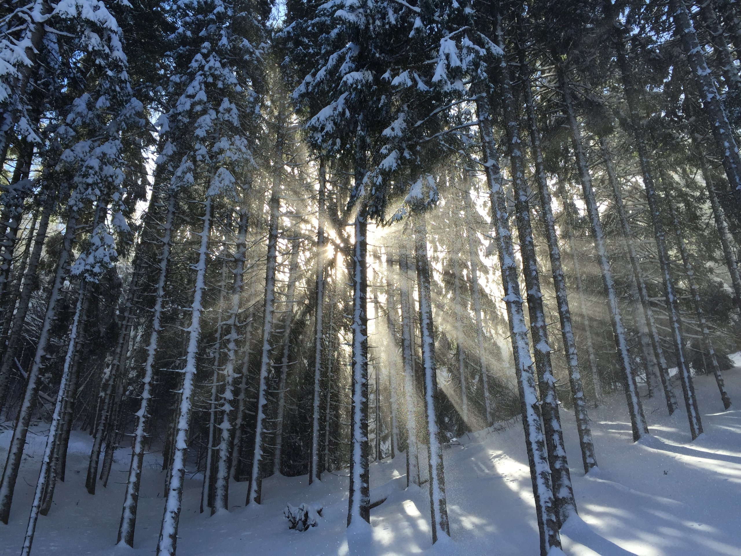 sunlight through snowy pine trees